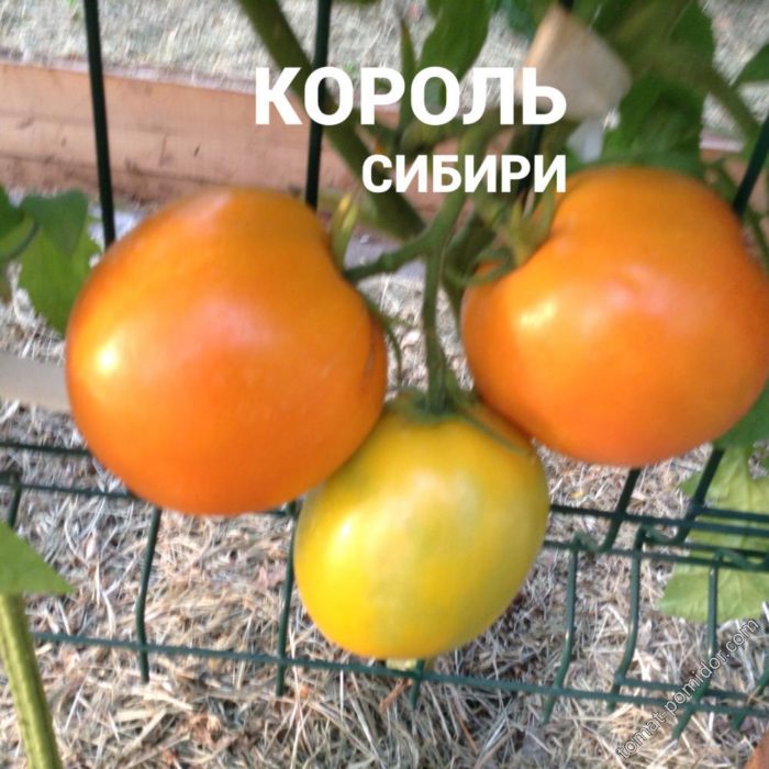 Ветка сорта томата Король Сибири