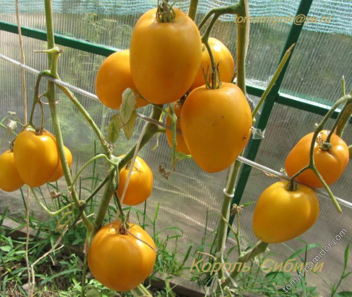 Плоды томатов на ветках