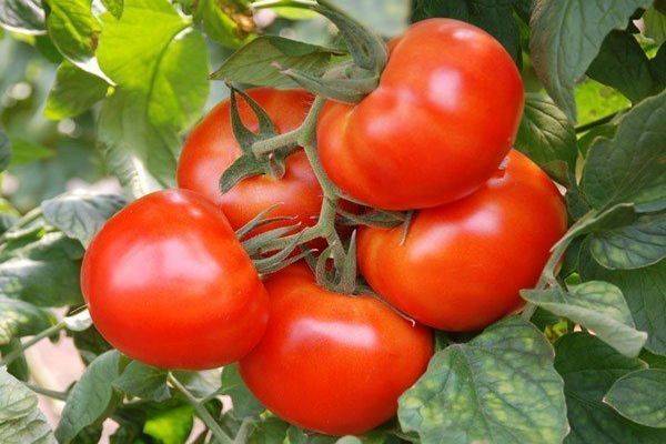 Спелые томаты Кострома