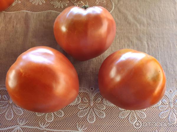 Сердцевидные плоды томата Воловье сердца