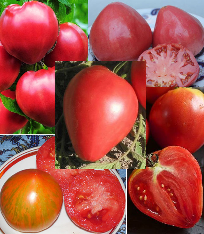 Сорта томата Воловье сердце