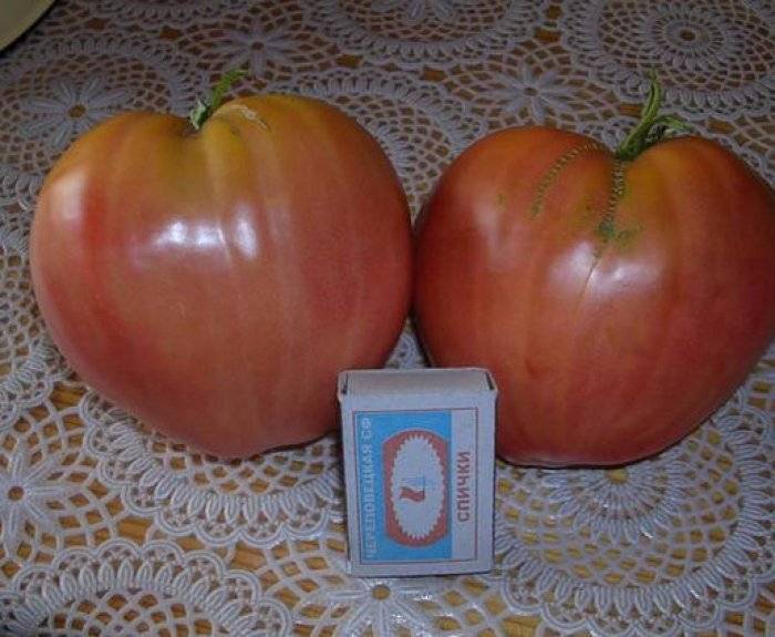 Крупные томаты Воловье сердце