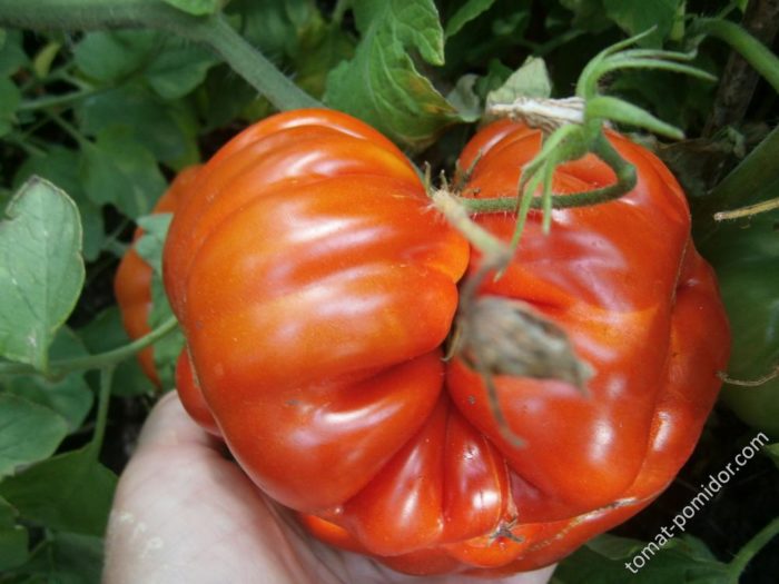 Урожайный ребристый томат