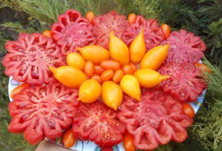Разрезанные красивые томаты