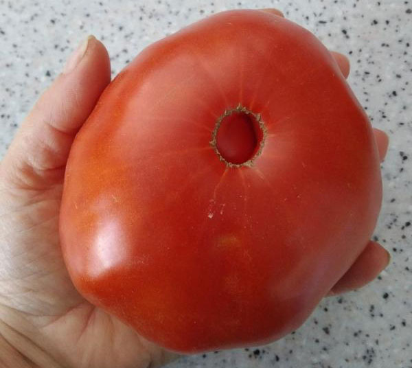 Красный плод томата Бугай
