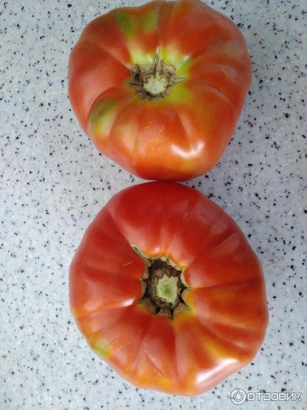 Два помидора сорта Бугай