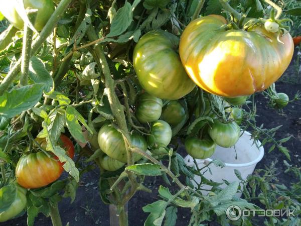 Первые томаты