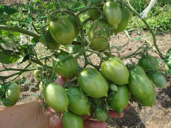 Вызревание томатов на кусте