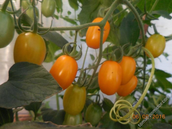 Гроздь томата сорта Финик оранжевый
