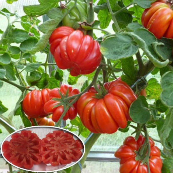 Томат Грибное лукошко + 41 сорт ребристых томатов: описание, фото