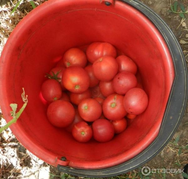 Урожай розовых томатов