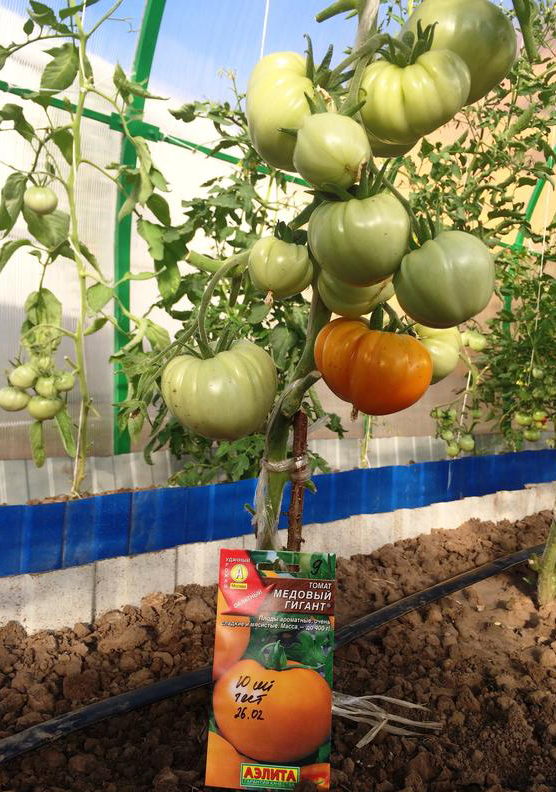 Семена и куст томатов Медовый гигант