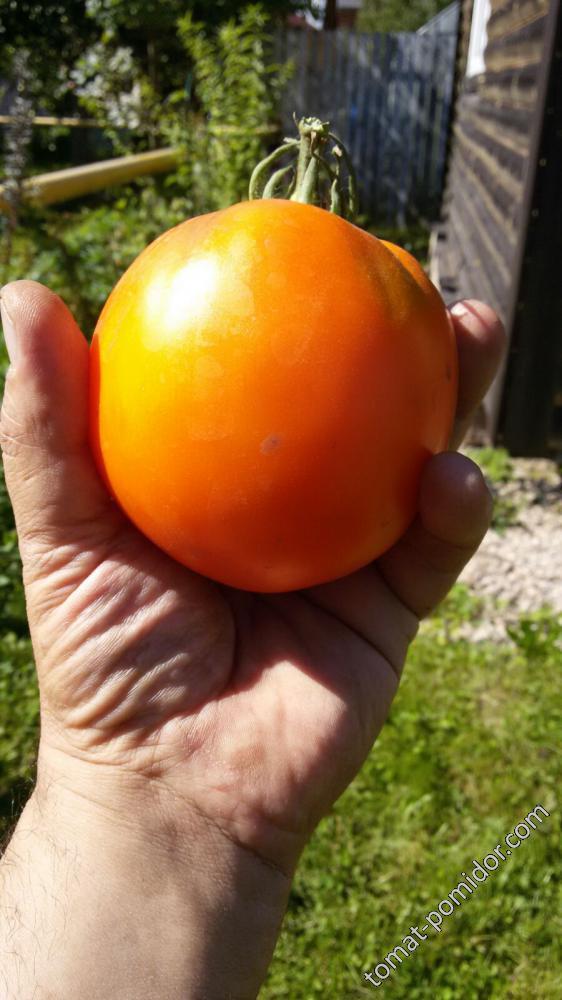 Крупный красивый желтый томат