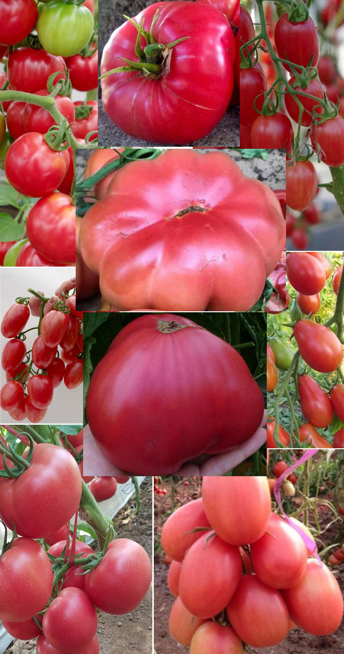 Розовые томаты: 28 сортов, характеристики в таблицах, фото, отзывы