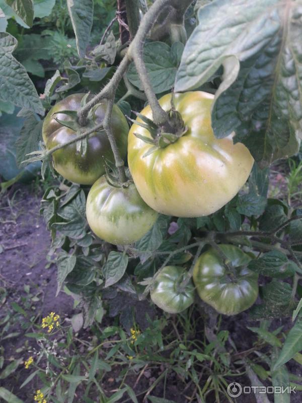 Первые зеленые томаты