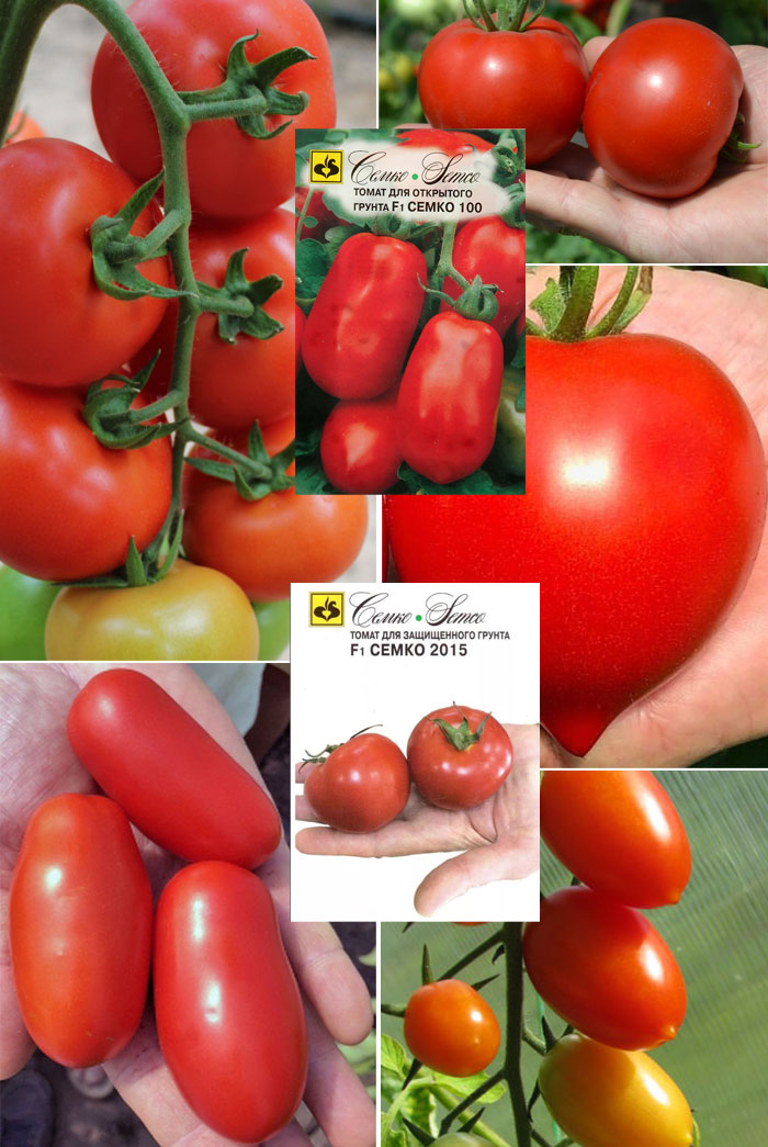 Сорта томатов серии Семко: описание, фото, отзывы