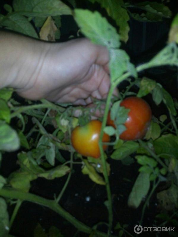 Покрасневшие томаты
