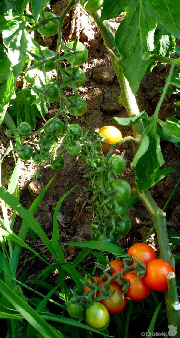 Сорта томатов Вишня и Вишенка: 7 сортов, описание, фото, отзывы