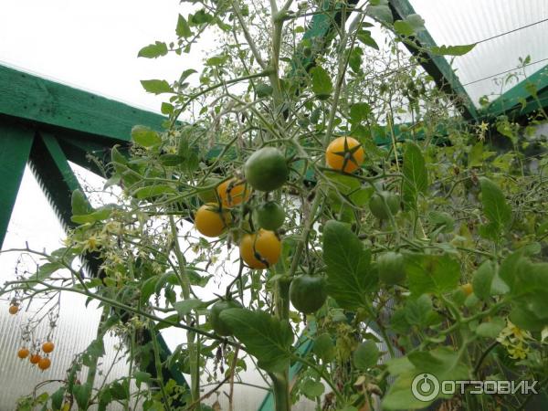 Желтые томаты в теплице