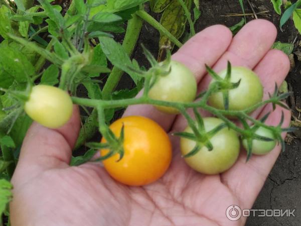 Спелы томатик в грозди