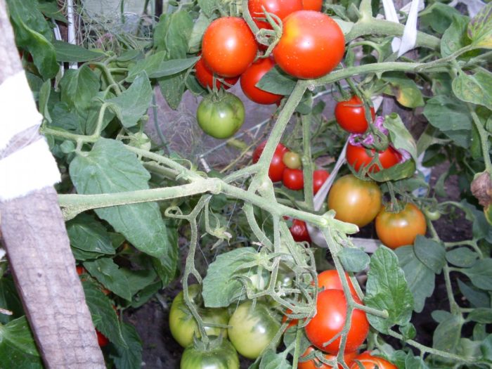 Кусты томаты сорта Алсу