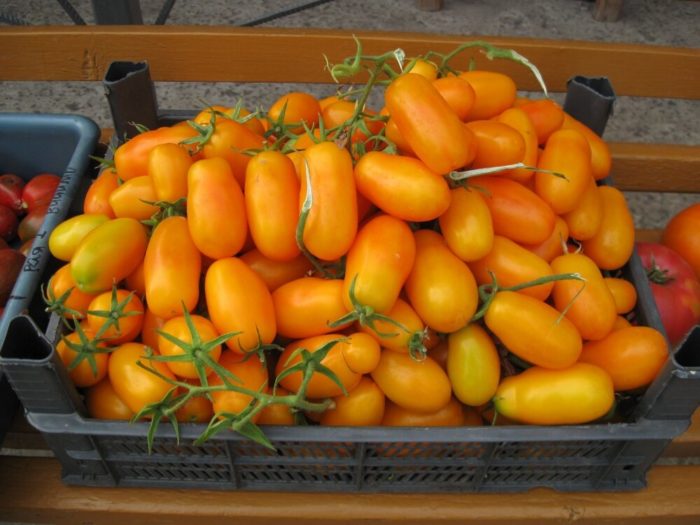 Урожай томатов сорта Банановые ноги