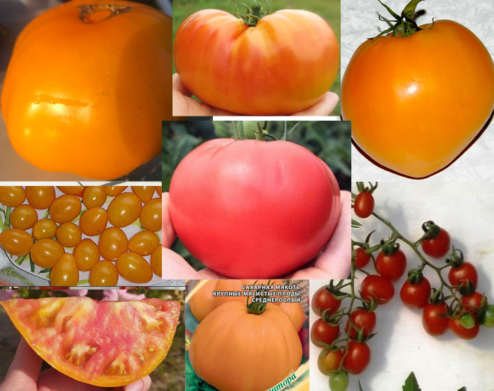 9 сортов Медовых томатов: характеристика в таблице, отзывы, фото
