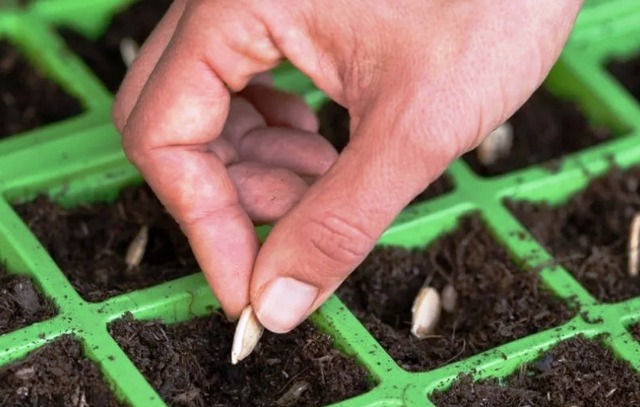 Как и когда сажать кабачки семенами в открытый грунт: рекомендации