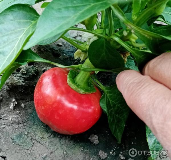 Плод похожий на томат