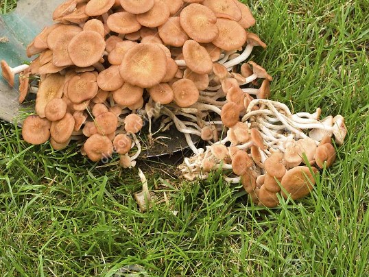 Удаление грибов с газона