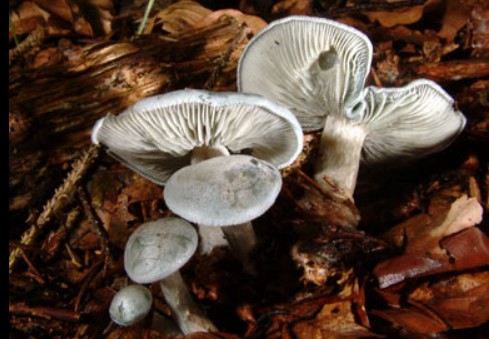 Говорушки грибы