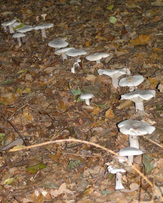 Где растут грибы говорушки