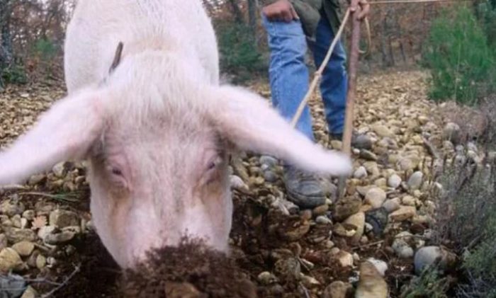 Свинья ищет гриб трюфель