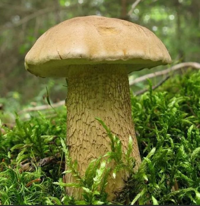 Желчный гриб съедобен или нет