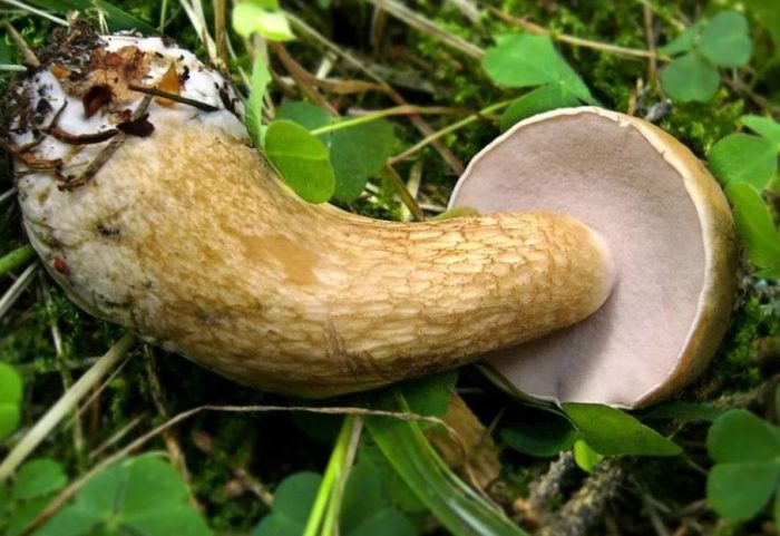 Ножка желчного гриба