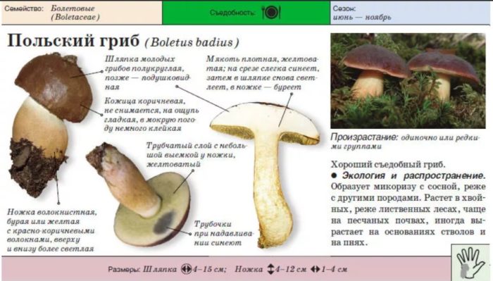 Польский гриб описание