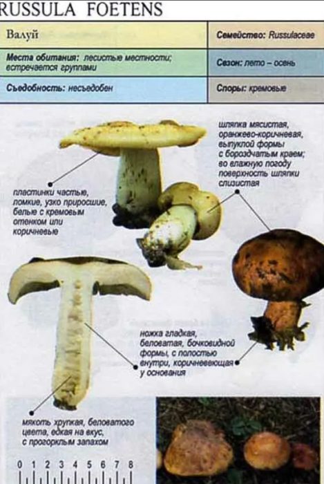 Описчание гриба Валуй