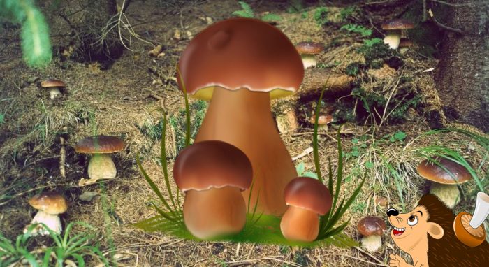 белые грибы в лесу