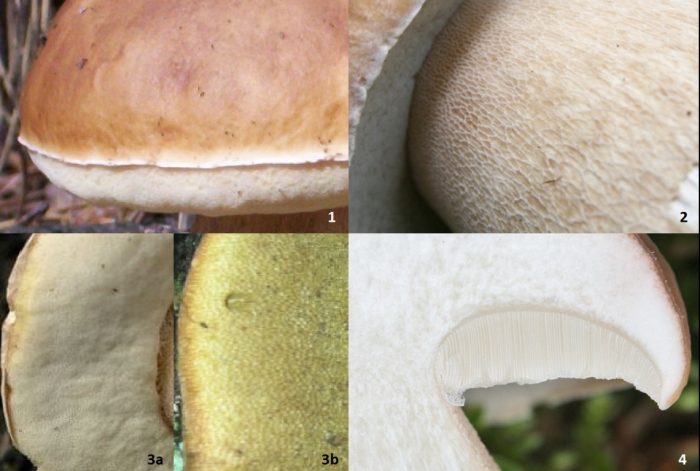 Составляющие белого гриба