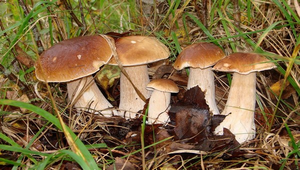 Семейство белых грибов