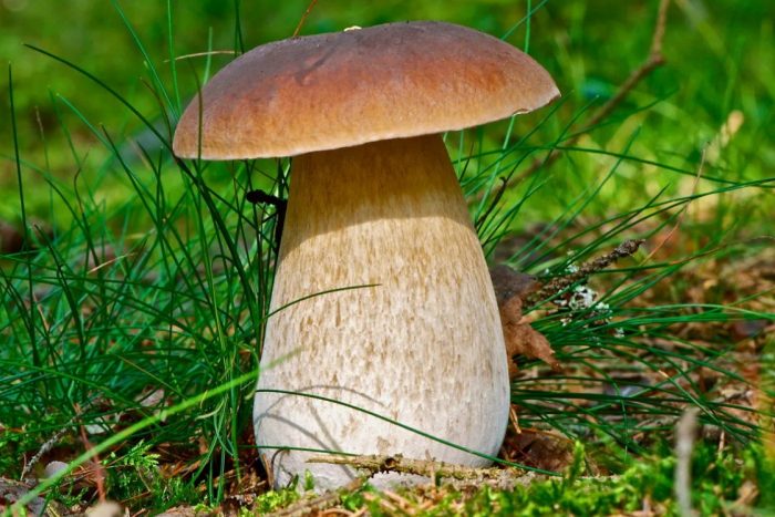 Красивый белый гриб