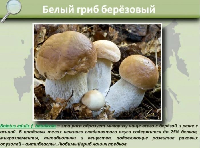 Белые грибы березовые