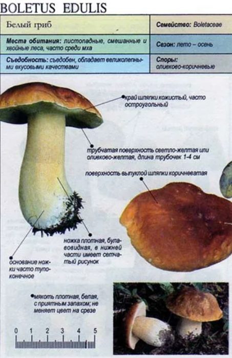 Белый гриб описание