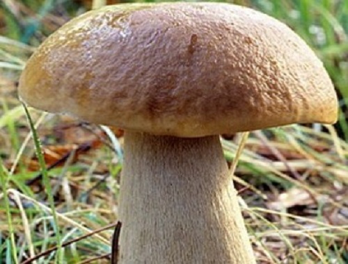 Белый гриб гладконожковый