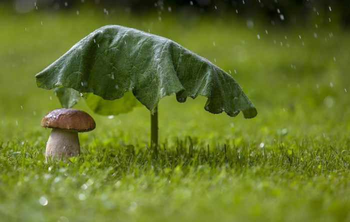 Белый гриб под дождем