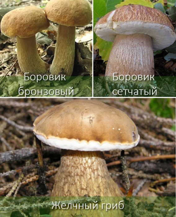 Сравнение грибов