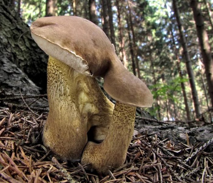 Желчный гриб в лесу