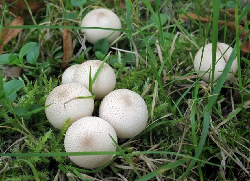 Съедобный ли для человека гриб дождевик, лечебные свойства