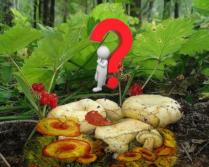 Выбор грибов