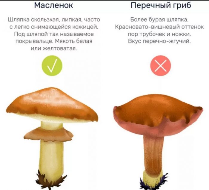 Сравнение масленка и перечного гриба